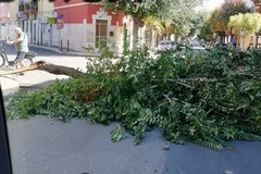 Cade albero su viale Marconi, letteralmente staccandosi dal tronco