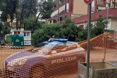 Maltempo, cade albero in via De Gasperi