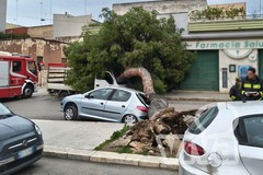 Raffiche di vento a Barletta, sradicati due alberi in via dei Pini e via Fermi - FOTO
