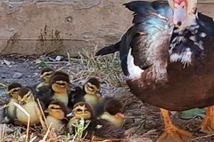 Rubati sei anatroccoli da Piazza Plebiscito, «gesto vile che ferisce tutta Barletta»