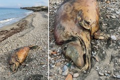 Carcassa di animale marino spiaggiata a Barletta, allertato il WWF