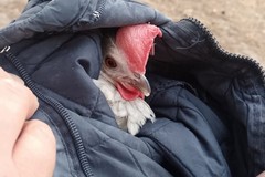 Follia a Barletta: animali presi a calci e lanciati per divertimento