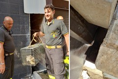 Gattino intrappolato in una intercapedine tra palazzi, salvato dai Vigili del Fuoco