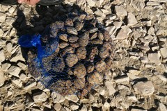 Sequestrati 4 kg di tartufi di mare a Barletta, scatta la sanzione di 1000 euro per il pescatore