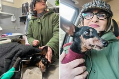 A Barletta trovata una cagnolina abbandonata con una massa tumorale