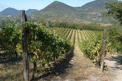 Confagricoltura Bari-Bat: “Essenziale un tavolo in Prefettura per parlare di prevenzione dei furti in campagna”