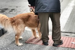 Cani e civiltà, a Barletta lezioni gratuite di addestramento
