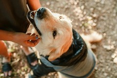 Il sindaco Cannito invita i proprietari dei cani al rispetto delle norme igieniche