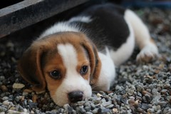 Rifugio comunale per cani: in vigore da oggi l’orario estivo