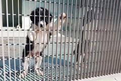 Rifugio comunale per cani di Barletta, nuove modalità per l’accesso