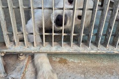 Canile di Barletta, struttura in esubero. «Le adozioni sono ferme»