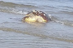 Tartaruga caretta caretta trovata morta sulla litoranea di Ponente