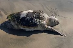 Tartaruga spiaggiata sulla costa di Levante