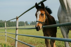 Carne equina. Damiani (FI): «Vietare la macellazione aumenterebbe le importazioni»