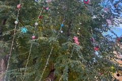 Addobbati gli alberi di Natale di via Vitrani, inizia il Natale del quartiere Medaglie d'Oro