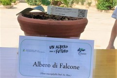 Piantato a Barletta l'albero di Falcone, simbolo di legalità