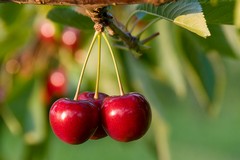 Il clima cambia e in Puglia le ciliegie maturano prima