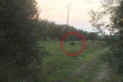 Cinghiali nelle campagne di Barletta, segnalazione in via Minervino