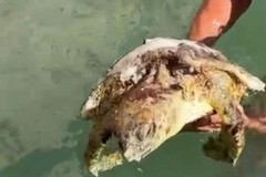 Salvata una tartaruga Caretta caretta al Molo di Levante a Barletta