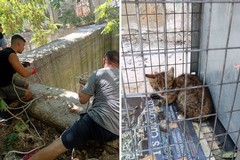Ex distilleria, è ancora allarme: «Quei vasconi sono un pericolo per animali e cittadini»