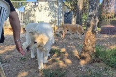 All’Ambulatorio Popolare di Barletta arrivano Consilia e Alberto: una fiaba canina a lieto fine