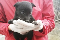 Lara, salvatrice dei cuccioli: «Finalmente salvi e in buone mani»