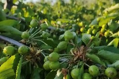 Grandine: nell'agro di Barletta danni su frutteti ed oliveti