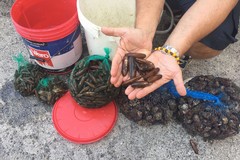 Sequestrati oltre 4 kg di datteri di mare pescati a Barletta