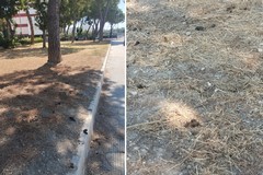 Degrado urbano: feci di cani sui viali di Barletta