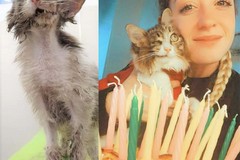 La storia di rinascita della gattina Lolli, una vittoria targata Enpa