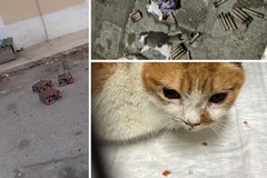 Capodanno nero per i gatti di strada: episodi a Barletta, Bari e San Ferdinando