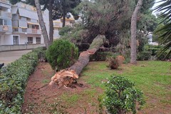 Comitato di zona 167: «Altro albero caduto in via Boccaccio, per l’amministrazione il verde non è una priorità»