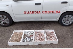 Guardia Costiera contro i prodotti ittici illegali con l’operazione “Ottobre 2024”