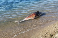 Delfino ritrovato sulla costa a sud di Barletta