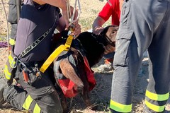 Salvato cane caduto in un pozzo scoperto in via del Gelso