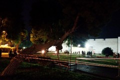 Albero pericolante a Barletta, nei pressi del Castello