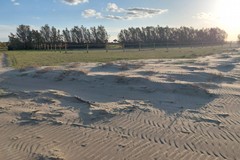 Grandi eventi e tutela del fratino, Forza Italia Barletta chiede chiarezza all'amministrazione