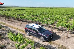 Rubati 15 quintali di uva in contrada Callano a Barletta