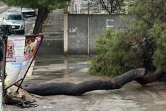 Barletta, prosegue la conta degli alberi caduti: sei in meno di 24 ore