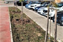 Donazioni di alberi, il ringraziamento del sindaco Cannito
