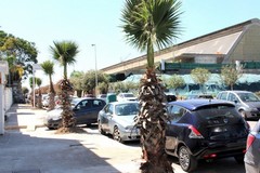 Donate nove palme alla città. I ringraziamenti del sindaco Cannito