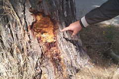 Sospetto avvelenamento di alberi storici a Canne della Battaglia