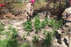 Scoperta piantagione di marijuana alla foce dell'Ofanto