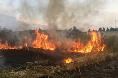 Emergenza incendi boschivi, dichiarato stato di crisi in Puglia