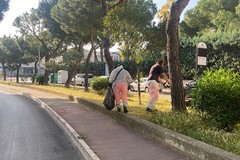 Verde pubblico, piano triennale per abbattimenti e nuove piantumazioni: le risposte dell'amministrazione