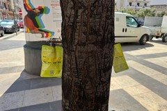 In atto innovativo intervento fitosanitario endoterapico sui lecci a Barletta