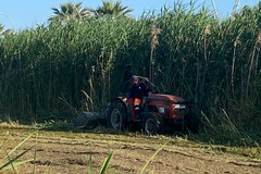 Proseguono le attività di manutenzione del verde