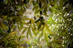 Xylella, allarme altissimo nella Bat
