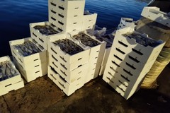 Oltre 300 kg di pesce sequestrato distribuito alle persone più deboli della città