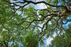 Da lunedì trattamenti su Quercus Ilex sull’intero territorio di Barletta
